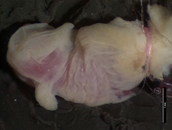 Media type: image;   Herpetology R-146825 Aspect: lateral